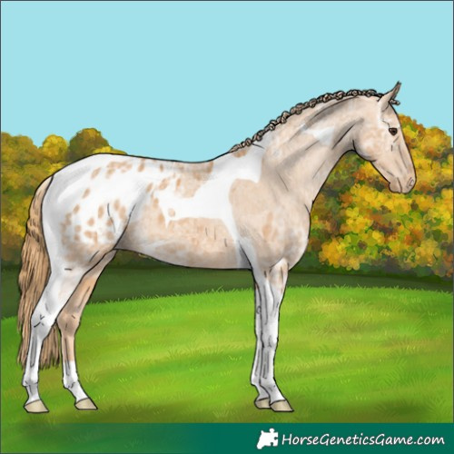 Horse Color:Chestnut Ice Tobiano Appaloosa 