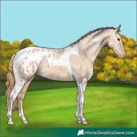 Horse Color:Chestnut Ice Tobiano Appaloosa 