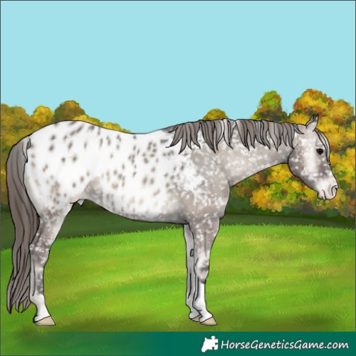 Horse Color:Grullo Onyx Appaloosa 