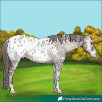 Horse Color:Grullo Onyx Near Leopard