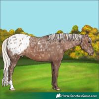Horse Color:Silver Black Ice Blanket 