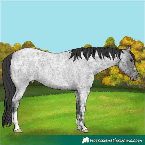 Horse Color:Blue Ice Roan Appaloosa 