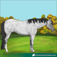 Horse Color:Blue Ice Roan Appaloosa