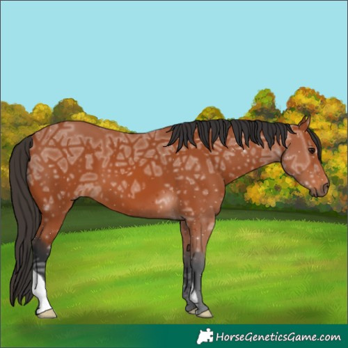 Horse Color:Bay Ice 