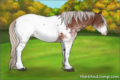 Horse Color:White Spotted Silver Brown Appaloosa 
