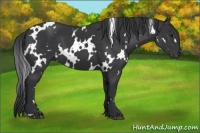 Horse Color:White Spotted Black 