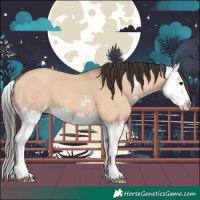 Horse Color:Bay Dun Sabino Splash 