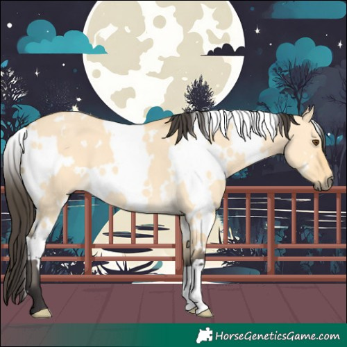 Horse Color:White Spotted Buckskin Dun