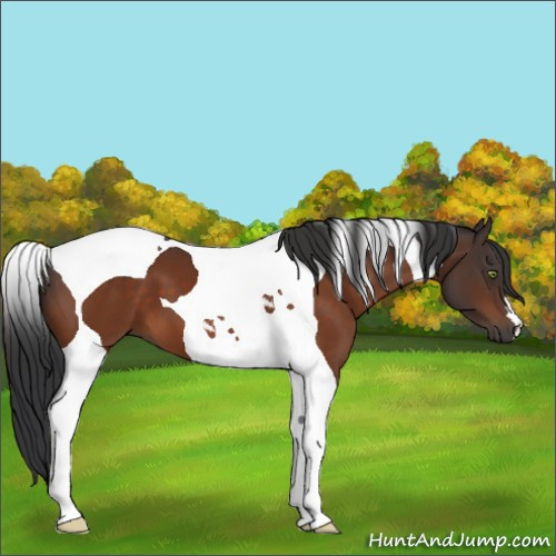 Horse Color:Bay Tobiano 