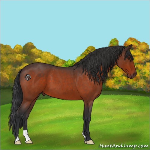 Horse Color:Brown Roan 