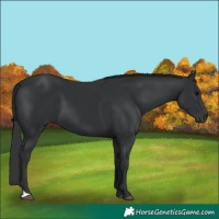 Horse Color:Black 