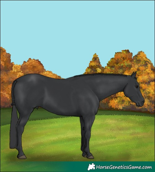 Horse Color:Black 