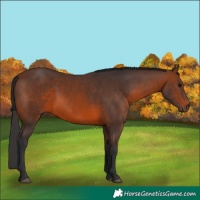 Horse Color:Brown 
