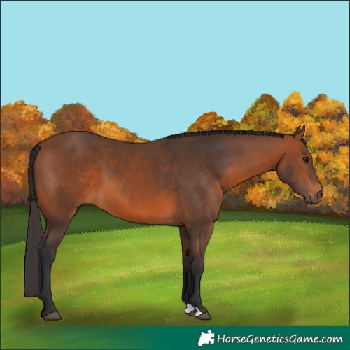 Horse Color:Bay 