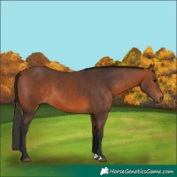Horse Color:Bay 