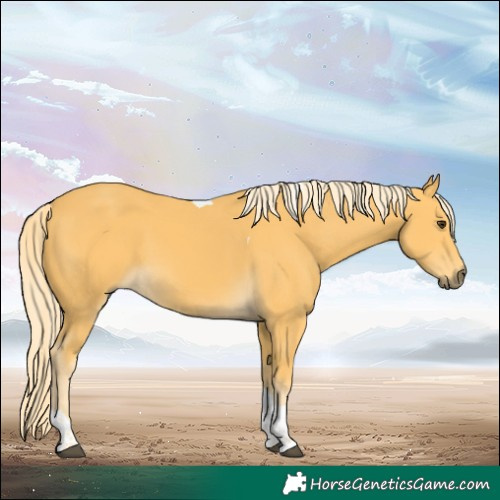 Horse Color:Palomino Tobiano 