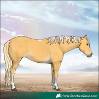 Horse Color:Palomino Tobiano 