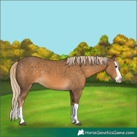 Horse Color:Chocolate Palomino Splash 