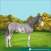 Horse Color:Liver Chestnut Sabino Splash Appaloosa 