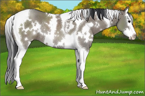 Horse Color:White Spotted Grullo Splash Tobiano Rabicano 