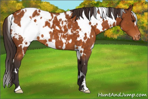 Horse Color:White Spotted Buckskin Appaloosa 