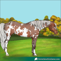 Horse Color:White Spotted Silver Brown Appaloosa 