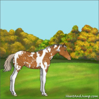 Horse Color:White Spotted Silver Buckskin Tobiano Appaloosa 