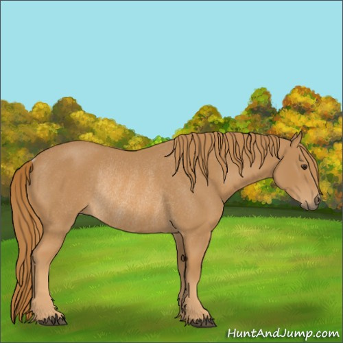 Horse Color:Chestnut Rabicano 