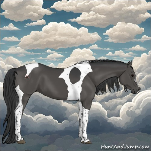 Horse Color:Black Tobiano 