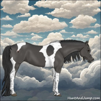 Horse Color:Black Tobiano 