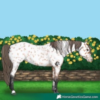 Horse Color:Bay Roan Appaloosa 