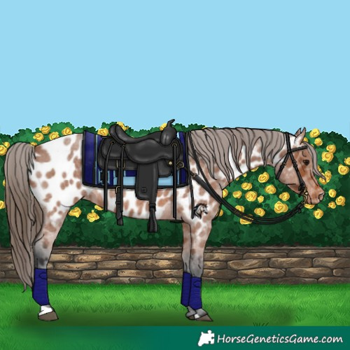 Horse Color:Bay Roan Appaloosa 