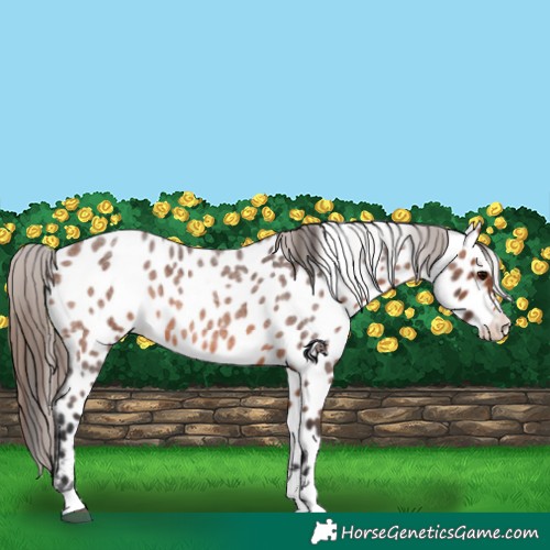 Horse Color:Bay Roan Appaloosa 