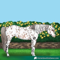 Horse Color:Bay Roan Appaloosa 