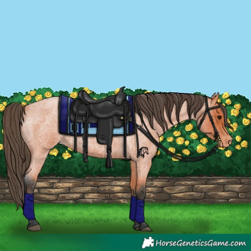 Horse Color:Bay Roan Appaloosa 