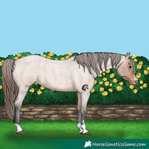 Horse Color:Bay Roan Appaloosa