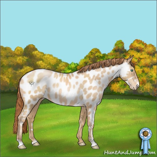 Horse Color:Smoky Black Pearl Sabino Appaloosa 