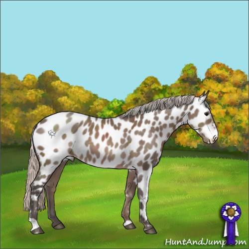 Horse Color:Silver Black Near Leopard 
