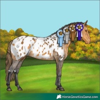 Horse Color:White Spotted Buckskin Appaloosa 