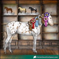 Horse Color:White Spotted Buckskin Appaloosa 