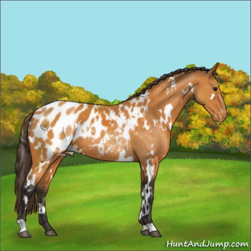 Horse Color:White Spotted Buckskin Appaloosa 
