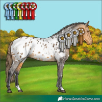 Horse Color:White Spotted Buckskin Appaloosa 