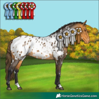 Horse Color:White Spotted Buckskin Blanket 