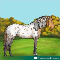 Horse Color:White Spotted Buckskin Appaloosa 