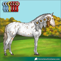 Horse Color:White Spotted Buckskin Appaloosa 