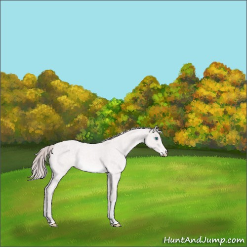 Horse Color:Platinum Perlino Roan 