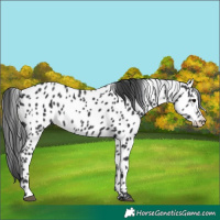 Horse Color:Black Appaloosa 