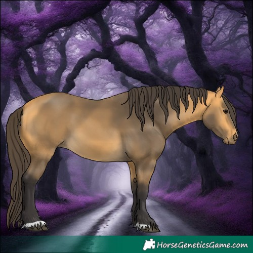 Horse Color:Buckskin 