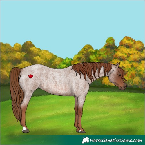 Horse Color:Red Roan 