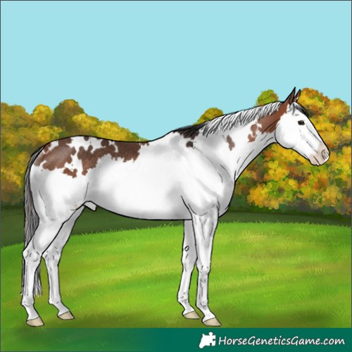 Horse Color:White Spotted Bay Splash Rabicano 